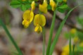 /album/sejour-%c3%a0-grenoble/coronille-des-montagnes-coronilla-coronata-jpg/